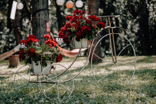 nature shrub garden outside