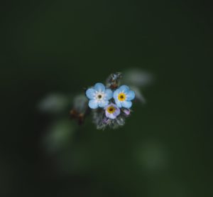 blooming forget me not flowers in garden