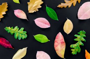 assorted color leaves illustration