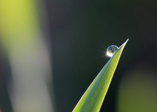 selective focus photography of leaves with water drop