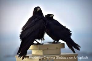 Photo by Cristina Glebova on Unsplash